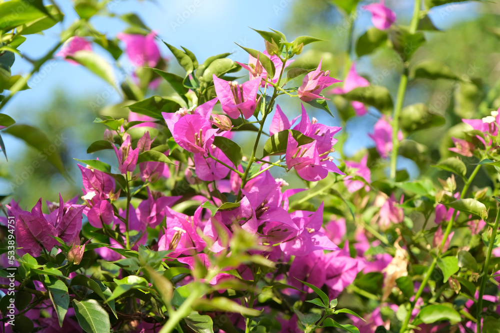 PURPLE FLOWERS ON A BRANCH OF A FLOWERING TREE IN ISRAEL PURPLE FLOWERS ON A BRANCH OF A FLOWERING TREE IN ISRAEL