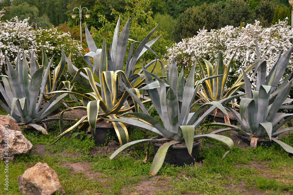 Agave americana 'Variegata' Agave Franzosinii. Stock Photo | Adobe Stock