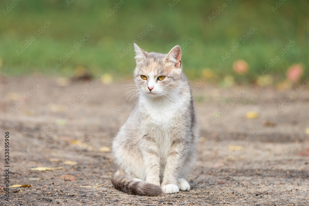 Gray striped cat walks on a leash on green grass outdoors. Gray striped cat walks on a leash on green grass outdoors.