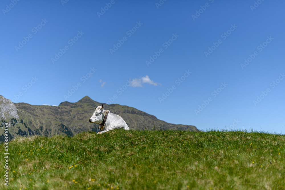 a cow lies on the alpine meadow