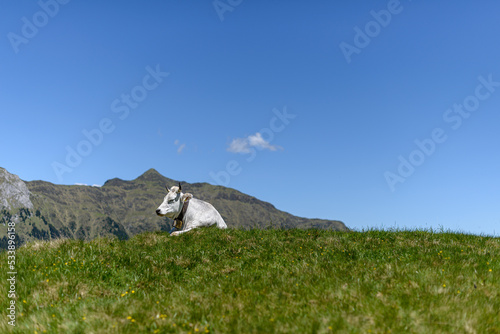a cow lies on the alpine meadow