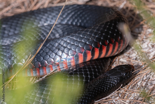 Red-bellied black snake (Pseudechis porphyriacus) resting beside a walking trail, NSW, Australia photo