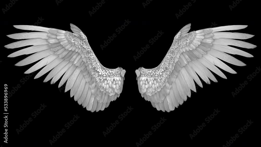 Flapping angel wings - 3d render looped with alpha channel.
