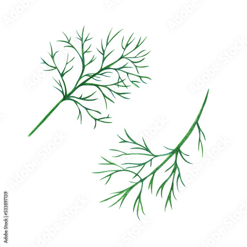 Dill greens drawn with colored pencils isolated on a white background.