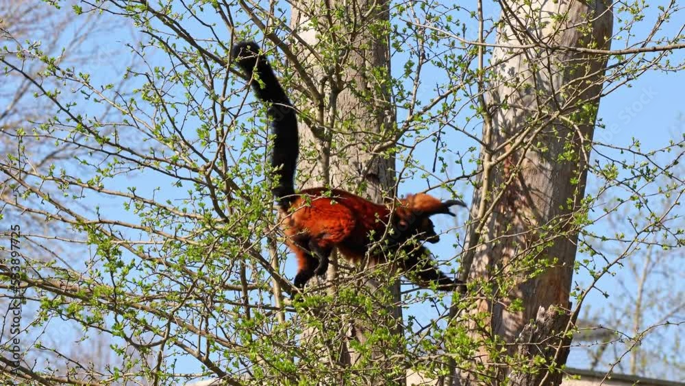 The red ruffed lemur, Varecia rubra is one of two species in the genus Varecia, the ruffed lemurs