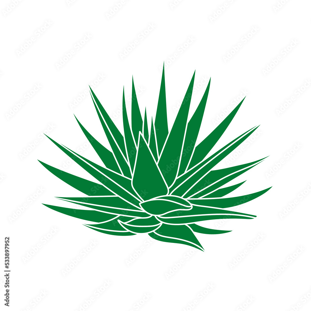 Fototapeta premium Agave green plant in flat style. Vector illustration isolated on a white background. Agave syrup for making tequila. Mexican succulent silhouette for print and design. Desert flower abstract sketch