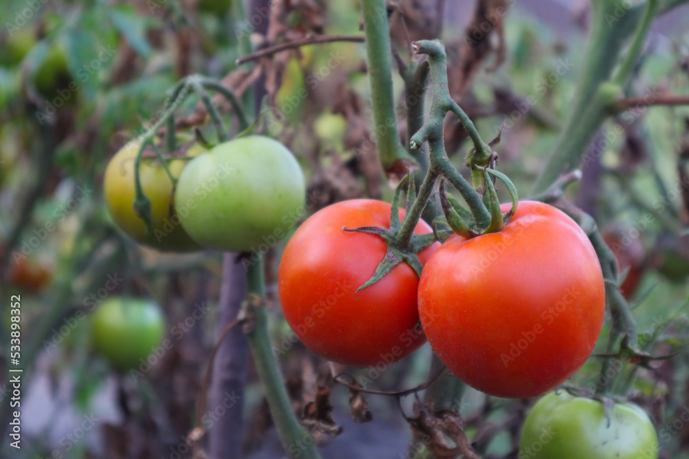 Growing red tomatoes on green branch. Home grown tomato vegetables growing on vine in greenhouse. Autumn vegetable harvest on organic farm. Growing red tomatoes on green branch. Home grown tomato vegetables growing on vine in greenhouse. Autumn vegetable harvest on organic farm.