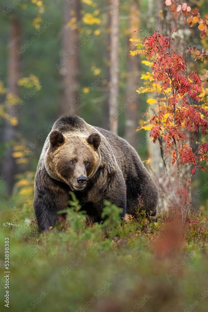 Fototapeta premium Brown bear in autumn forest scenery
