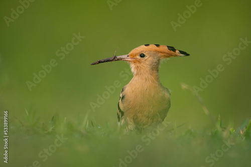 Common Hoopoe Upupa epops photographed foraging over a grassy area