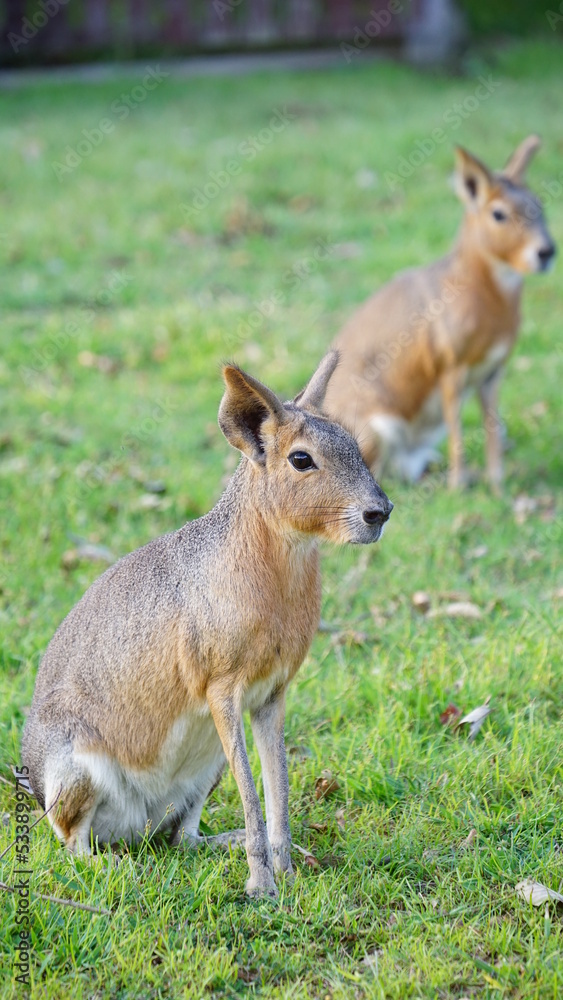 Fototapeta premium マーラ