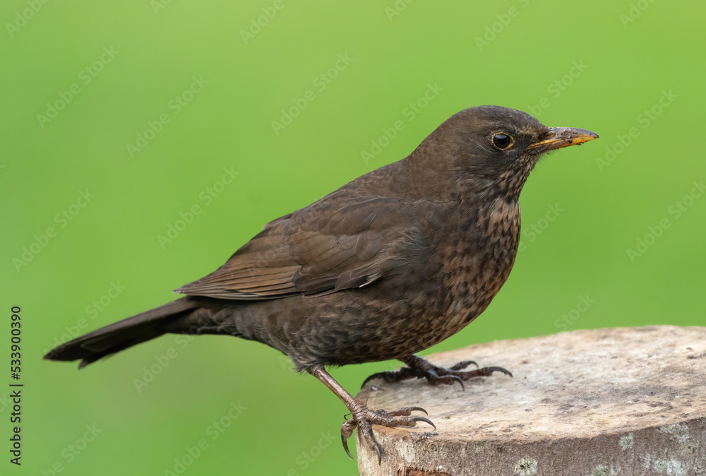 Female blackbird on a tree stump, isolated against a green background Female blackbird on a tree stump, isolated against a green background