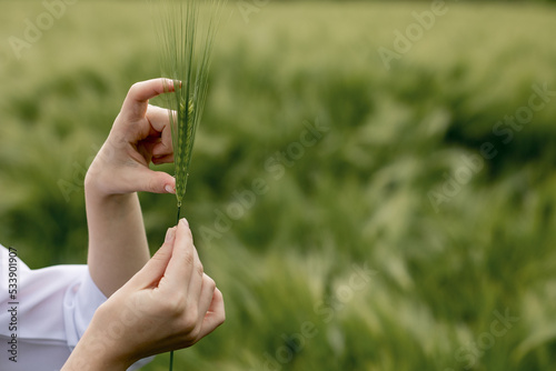 A woman's hand in a white robe holds an unripe ear of corn and examines it. An ecologist examines a wheat ear photo