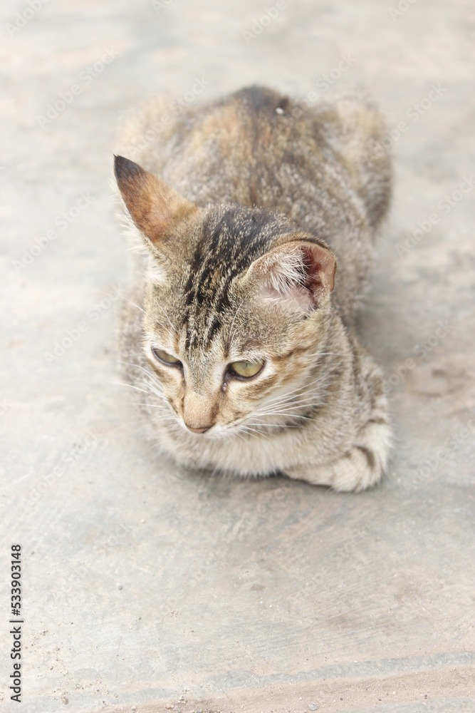 portrait of a cat