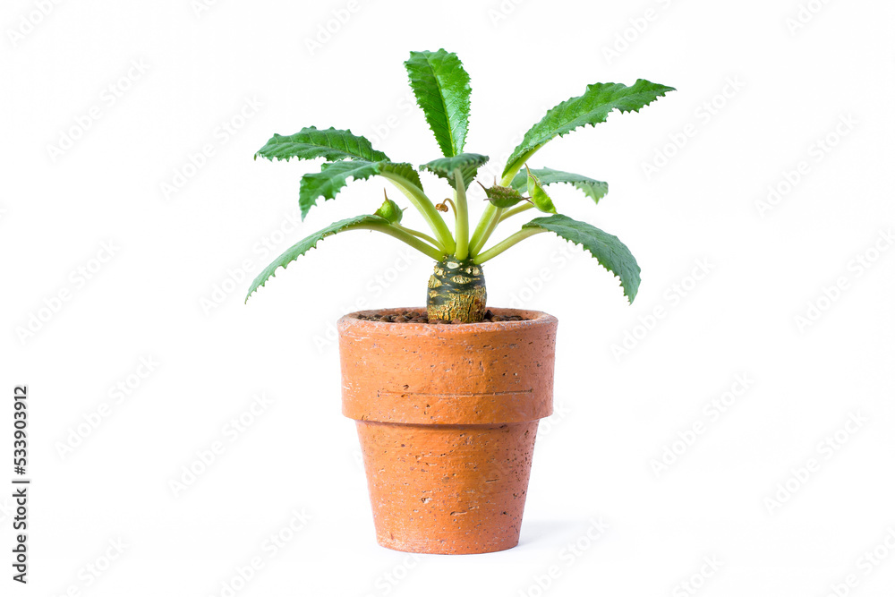 Young plant in pot isolated on white background