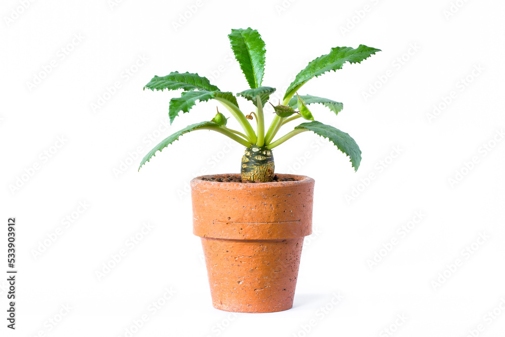 Young plant in pot isolated on white background Young plant in pot isolated on white background