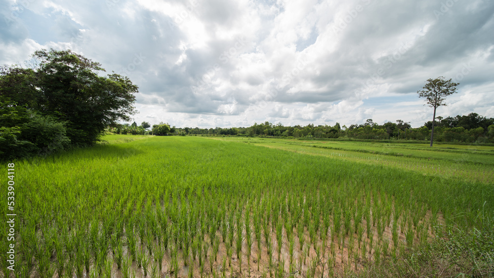 rice fields in isaan thailand in udon thani province. rice fields in isaan thailand in udon thani province.