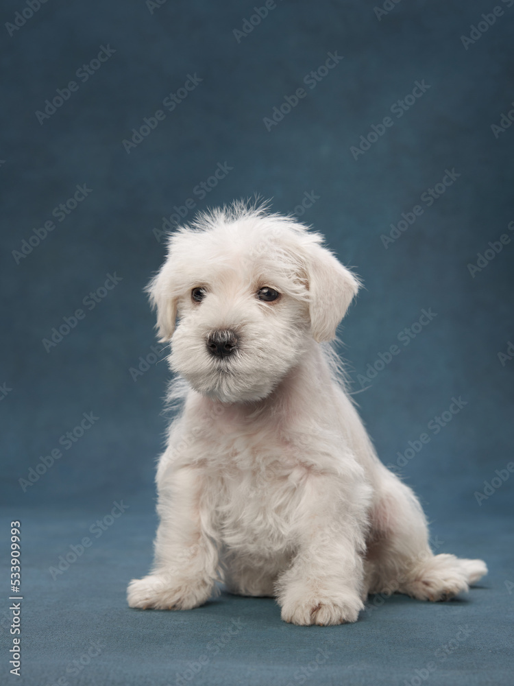 puppy white schnauzer on a blue background. Cute dog portrait puppy white schnauzer on a blue background. Cute dog portrait