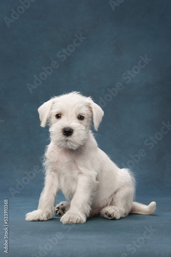 Photography puppy white schnauzer on a blue background. Cute dog portrait