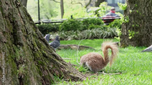 Wild beautiful squirrel in the city park eats nuts.
