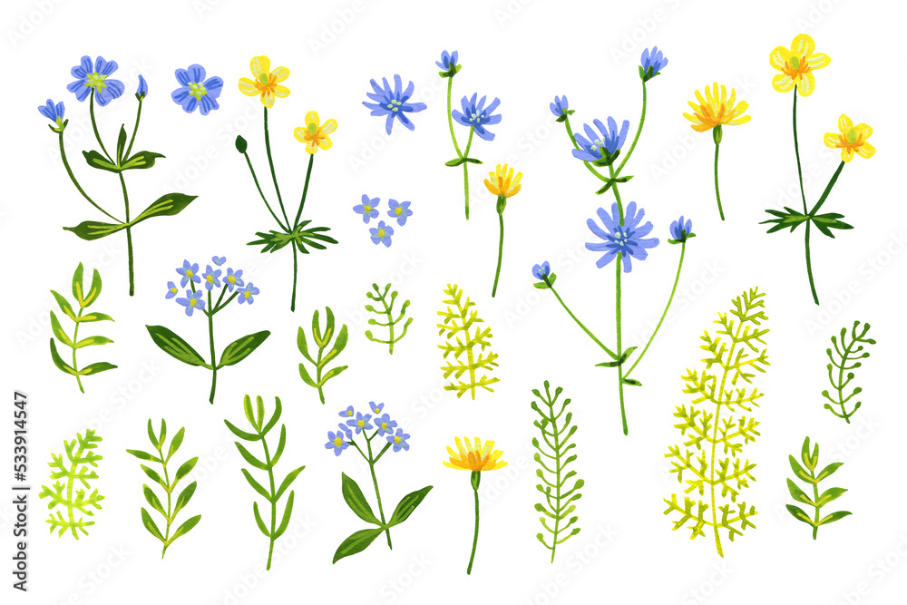 Wild flowers and herbs in the field. Summer plants in the wild. Cornflower, yellow buttercups, chicory, shepherd's purse, fern