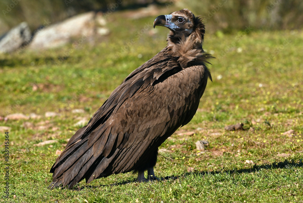 Fototapeta premium Cinereous vulture // Mönchsgeier (Aegypius monachus)