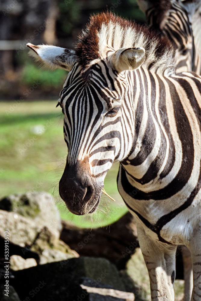 Fototapeta premium Steppenzebra ( Equus quagga ).
