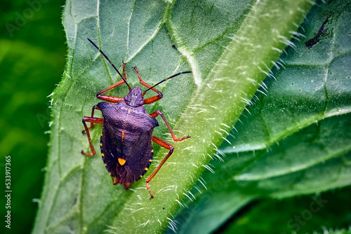 Rotbeinige Baumwanze ( Pentatoma rufipes ). photo