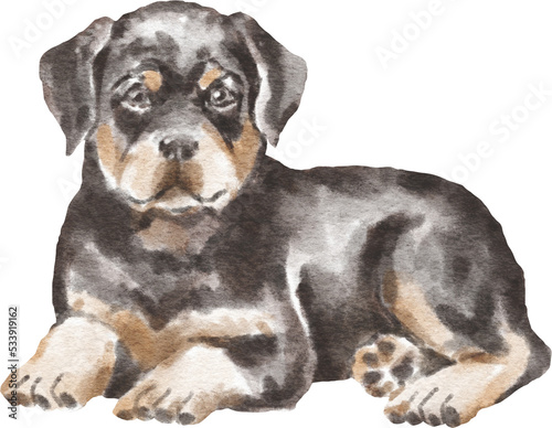 Rottweiler puppy illustration