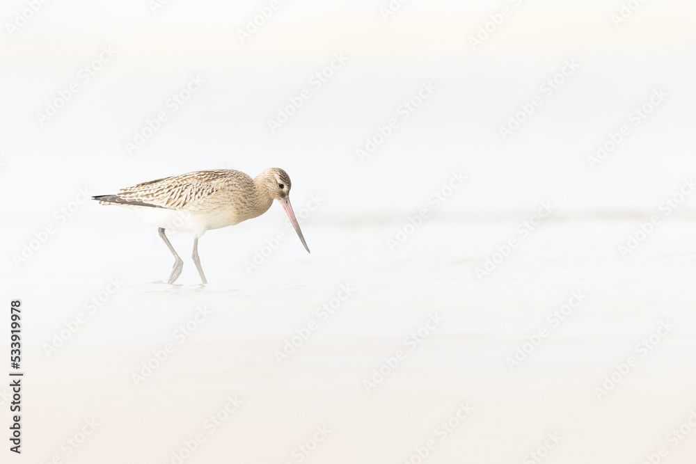 A bar-tailed godwit (Limosa lapponica) foraging during fall migration on the beach. A bar-tailed godwit (Limosa lapponica) foraging during fall migration on the beach.