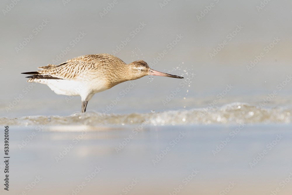 A bar-tailed godwit (Limosa lapponica) foraging during fall migration on the beach. A bar-tailed godwit (Limosa lapponica) foraging during fall migration on the beach.