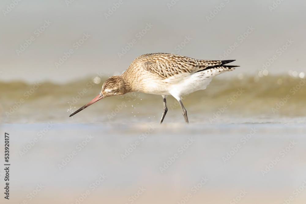 A bar-tailed godwit (Limosa lapponica) foraging during fall migration on the beach.