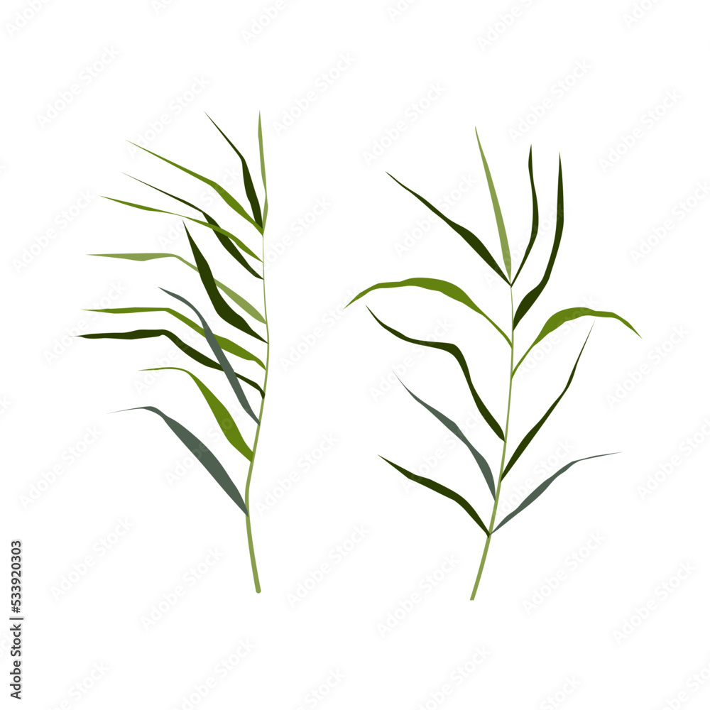 Image of a green reed or bulrush on a white background.Isolated vector drawing.