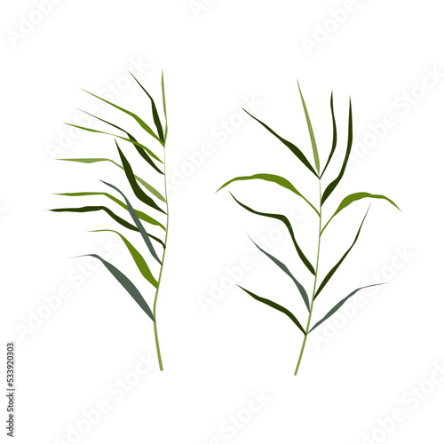 Fototapeta Naklejka Na Ścianę i Meble -  Image of a green reed or bulrush on a white background.Isolated vector drawing.