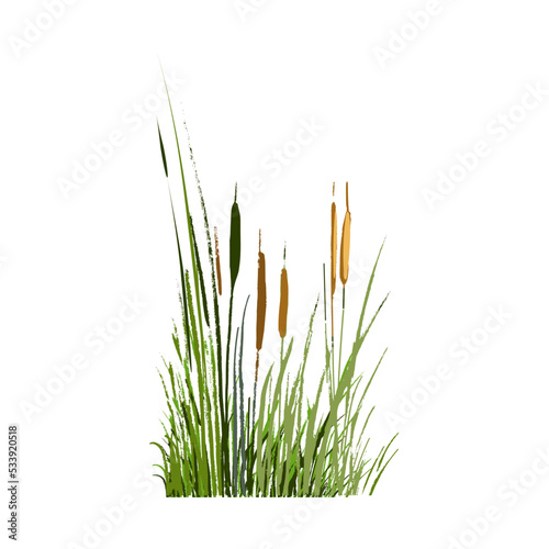 Image of a green reed or bulrush on a white background.Isolated vector drawing.