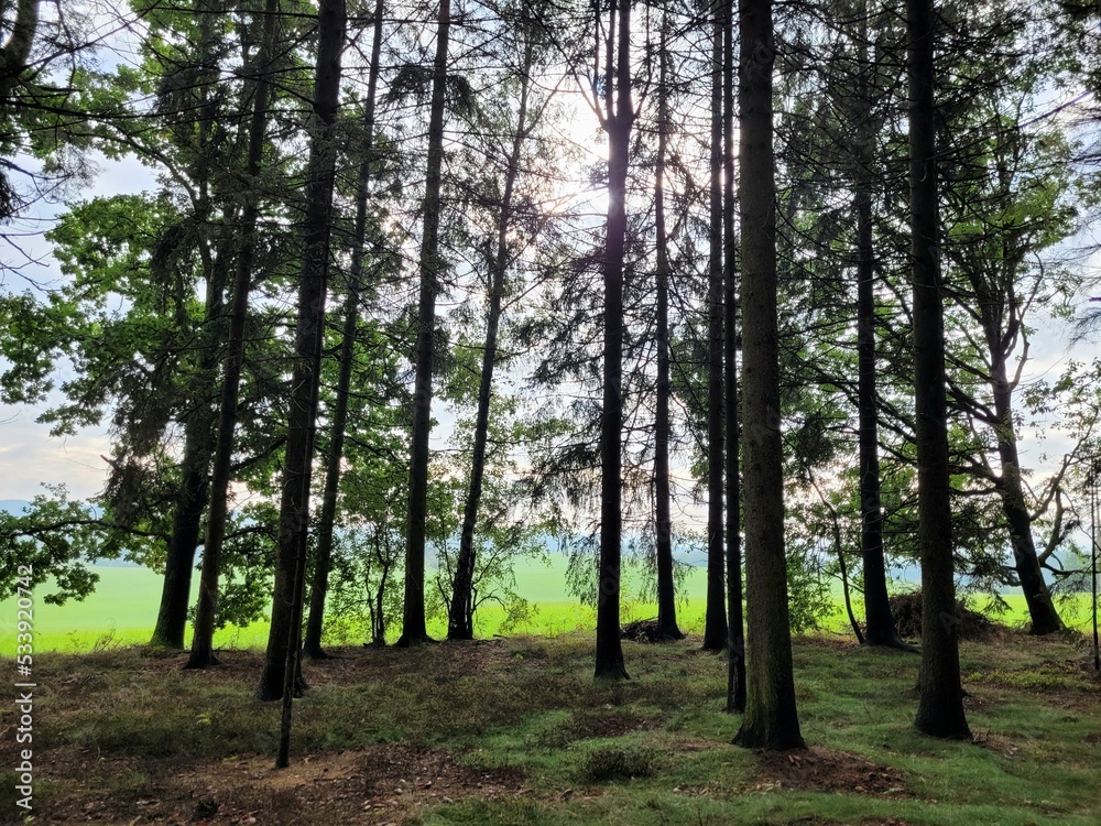Fototapeta premium trees in the forest