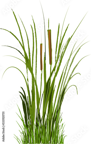 Image of a green reed or bulrush on a white background.Isolated vector drawing.