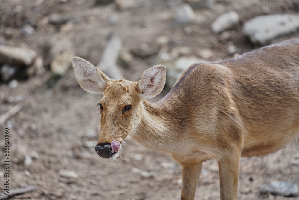 Fototapeta premium thirsty deer in the forest
