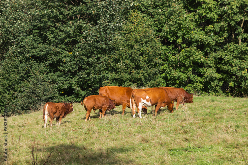 Family of brown cows, cows herd grazing in a grass field on the green trees background. Red angus calfs with his moms.