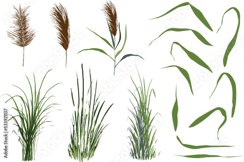 Image of a green reed or bulrush on a white background.Isolated vector drawing.