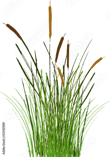Image of a green reed or bulrush on a white background.Isolated vector drawing.