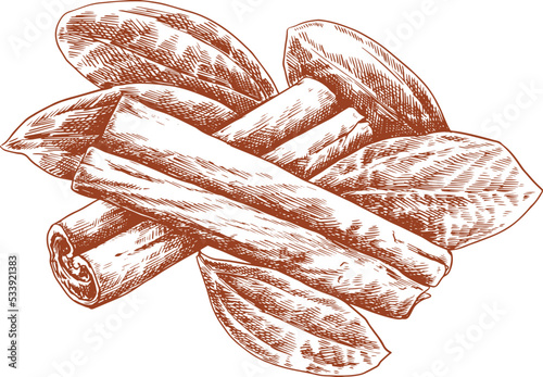 Cinnamon hand drawn vintage sketchy illustration dry sticks with leaves 