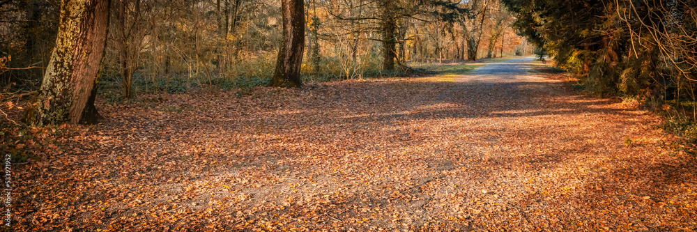 Forest road covered with fallen autumn leaves on an october day