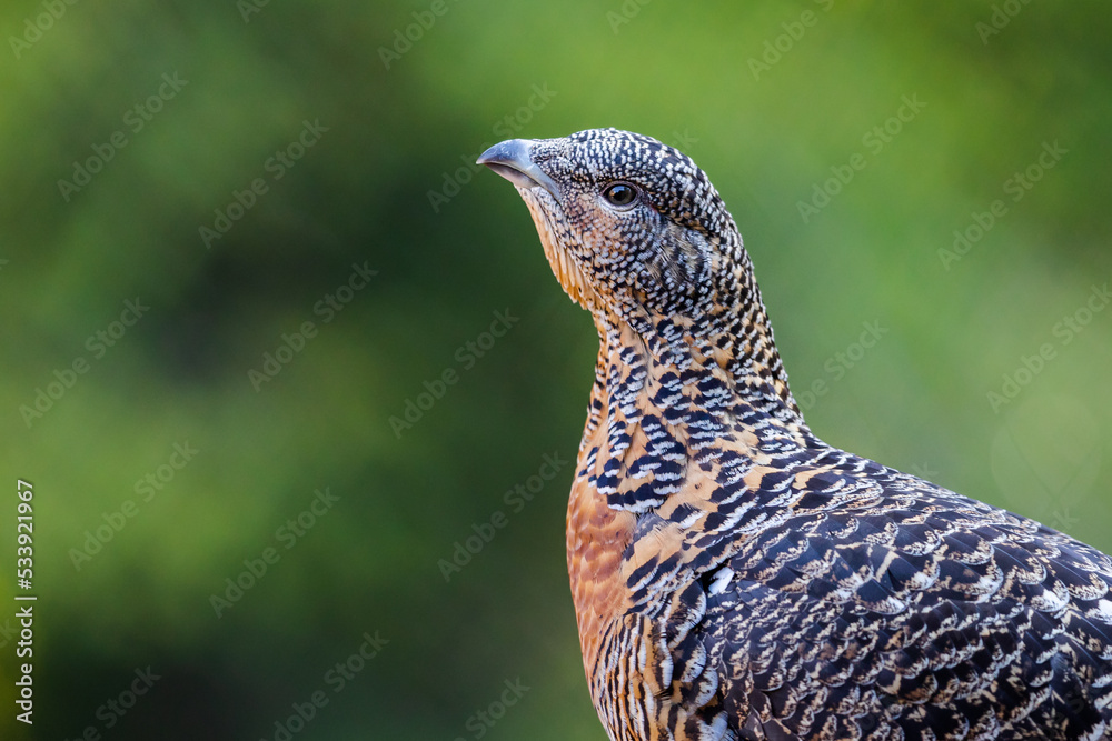 Portrait of a western capercaillie in the forest