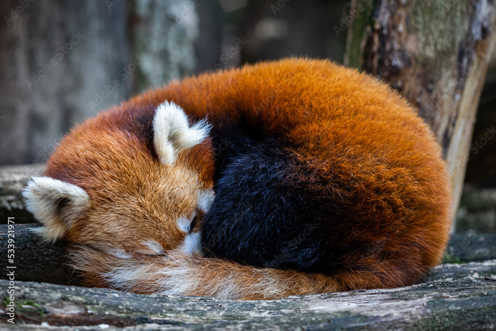 A red panda sleeps in the forest