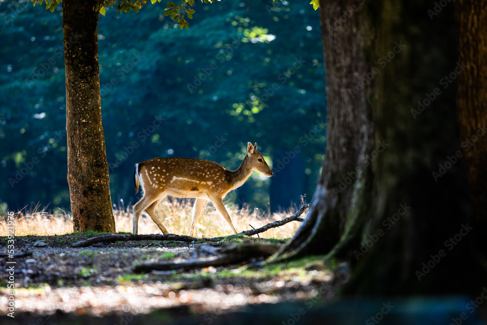 A fallow deer runs in the forest