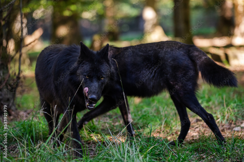 Portrait of a black wolf or timberwolf in the forest