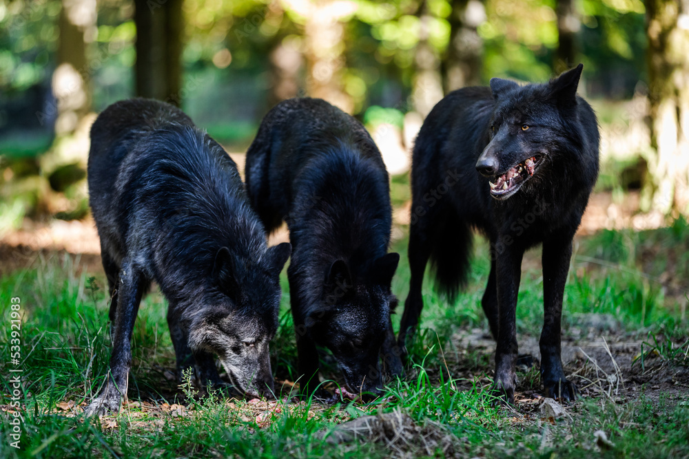 Portrait of a black wolf or timberwolf in the forest