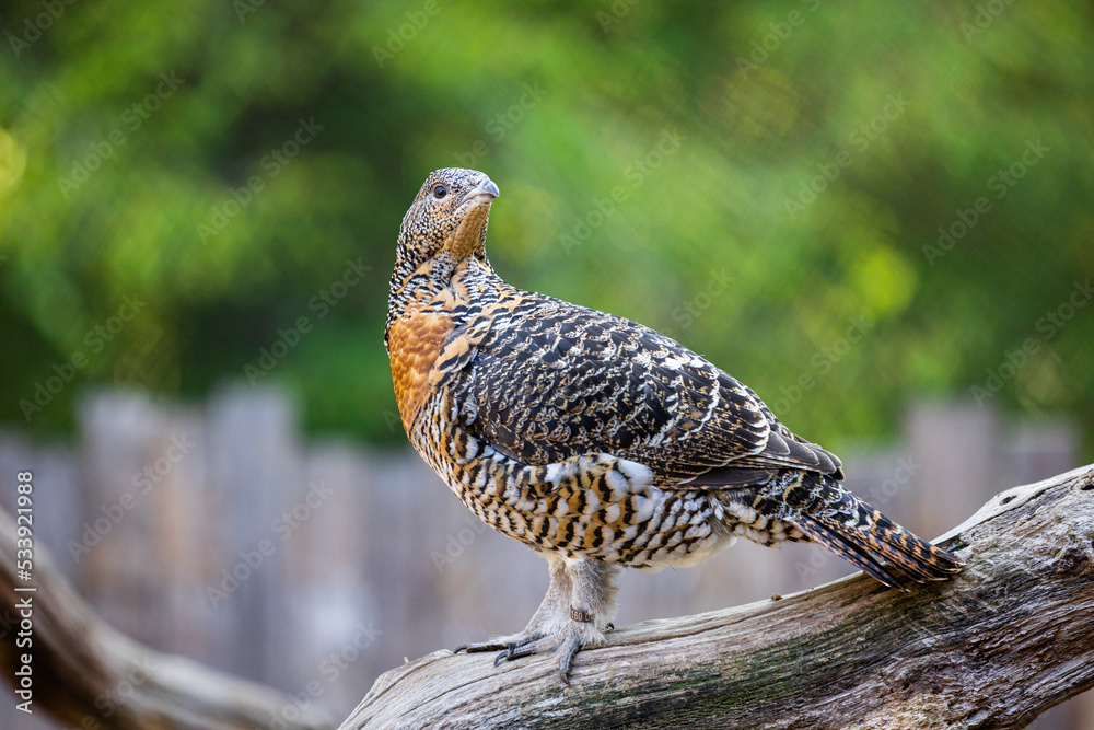 Portrait of a western capercaillie in the forest