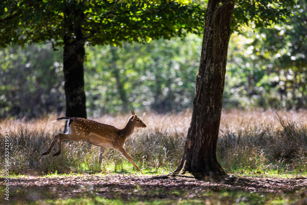 A fallow deer runs in the forest