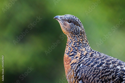 Obraz na płótnie Portrait of a western capercaillie in the forest w salonie